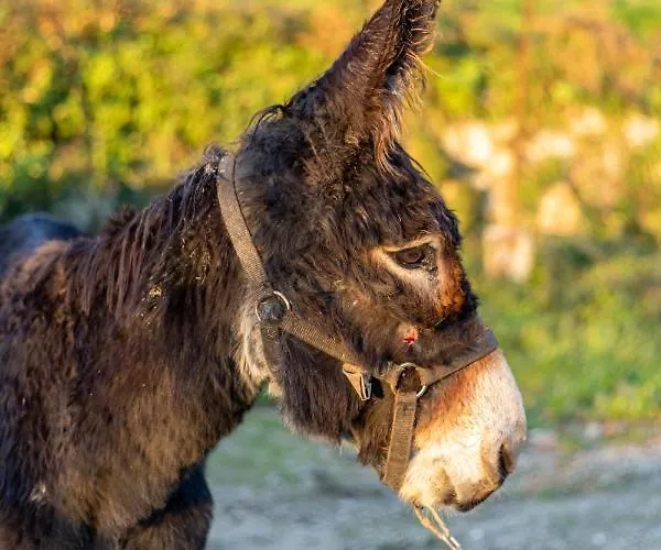 Villa Carvalho Village *